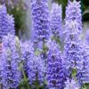 Nepeta Blue Moon